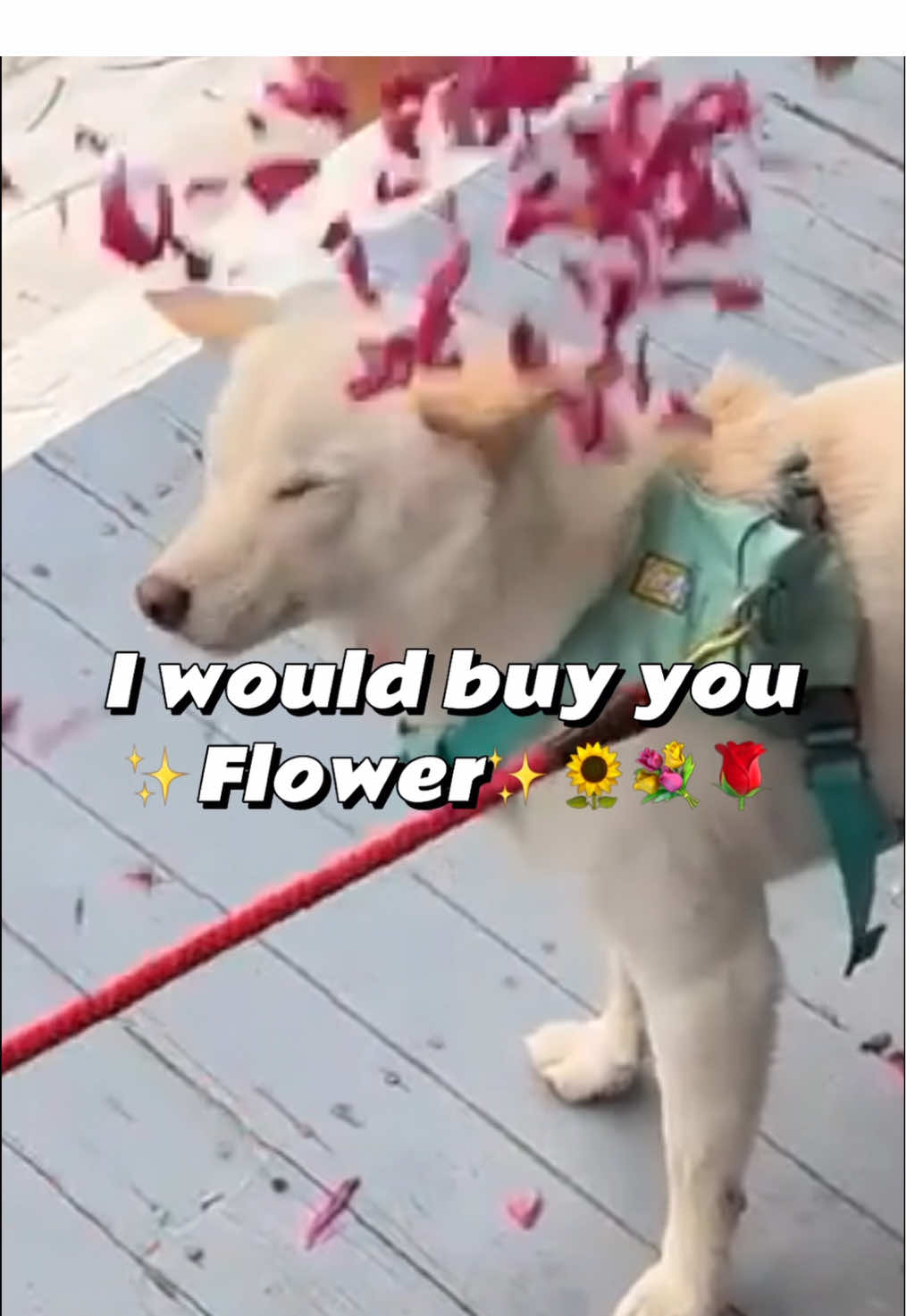 @dashibz