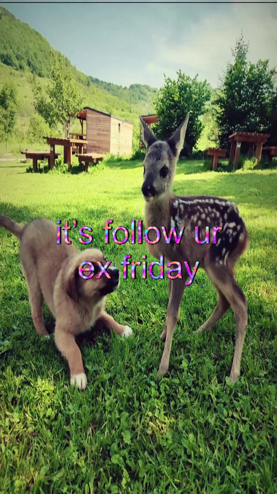 @livinlikedis