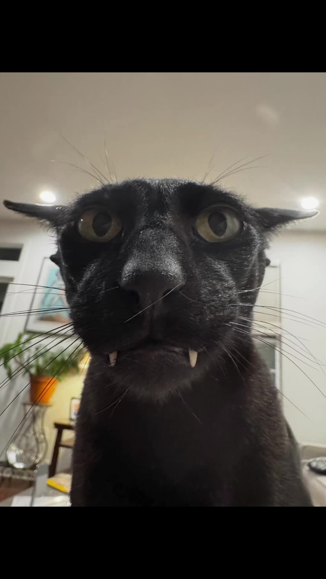 @hobbikats