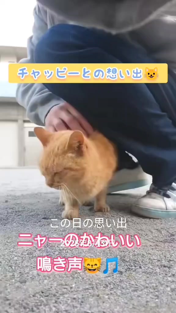 @あきの軍艦巻き😺 🐾 aki🐾