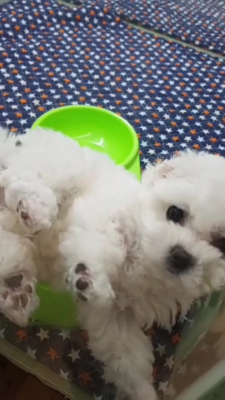 @Teacup puppies
