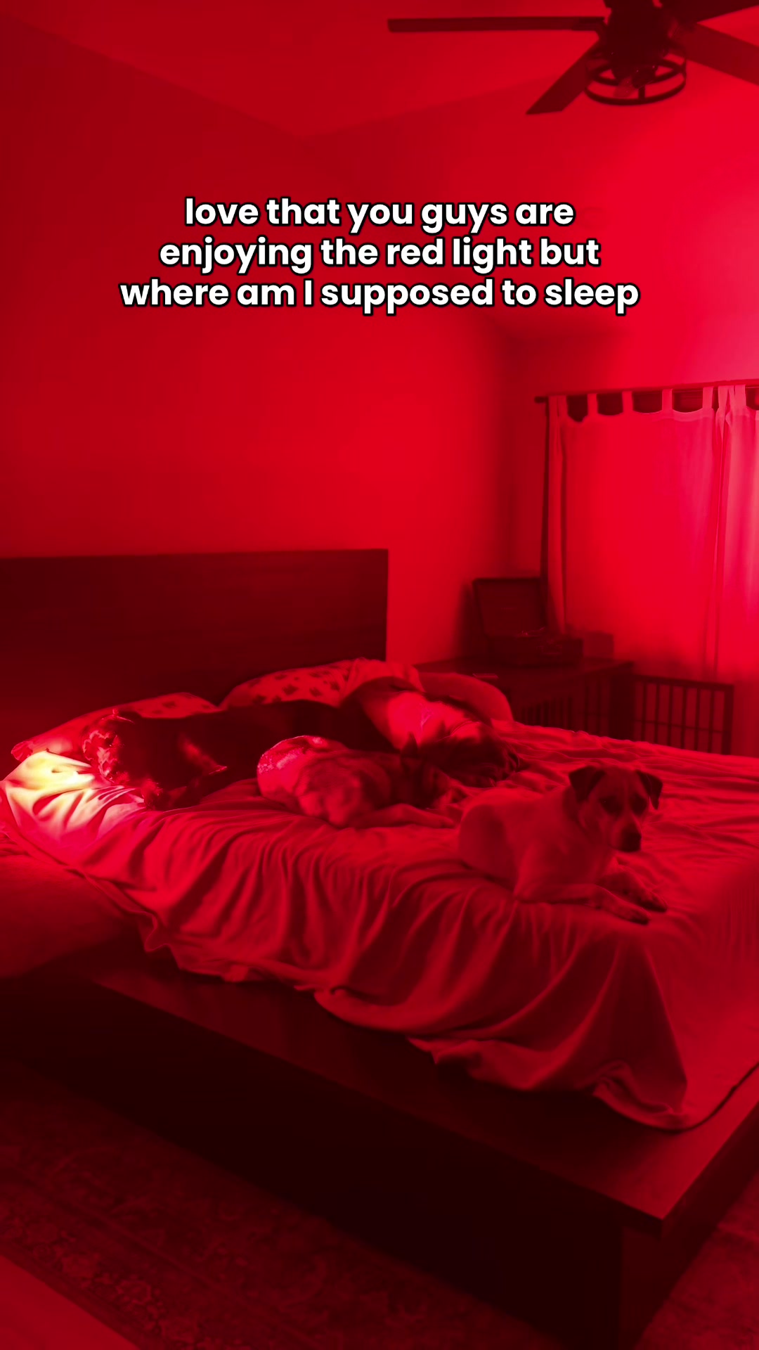 @Taylor + 4 dogs