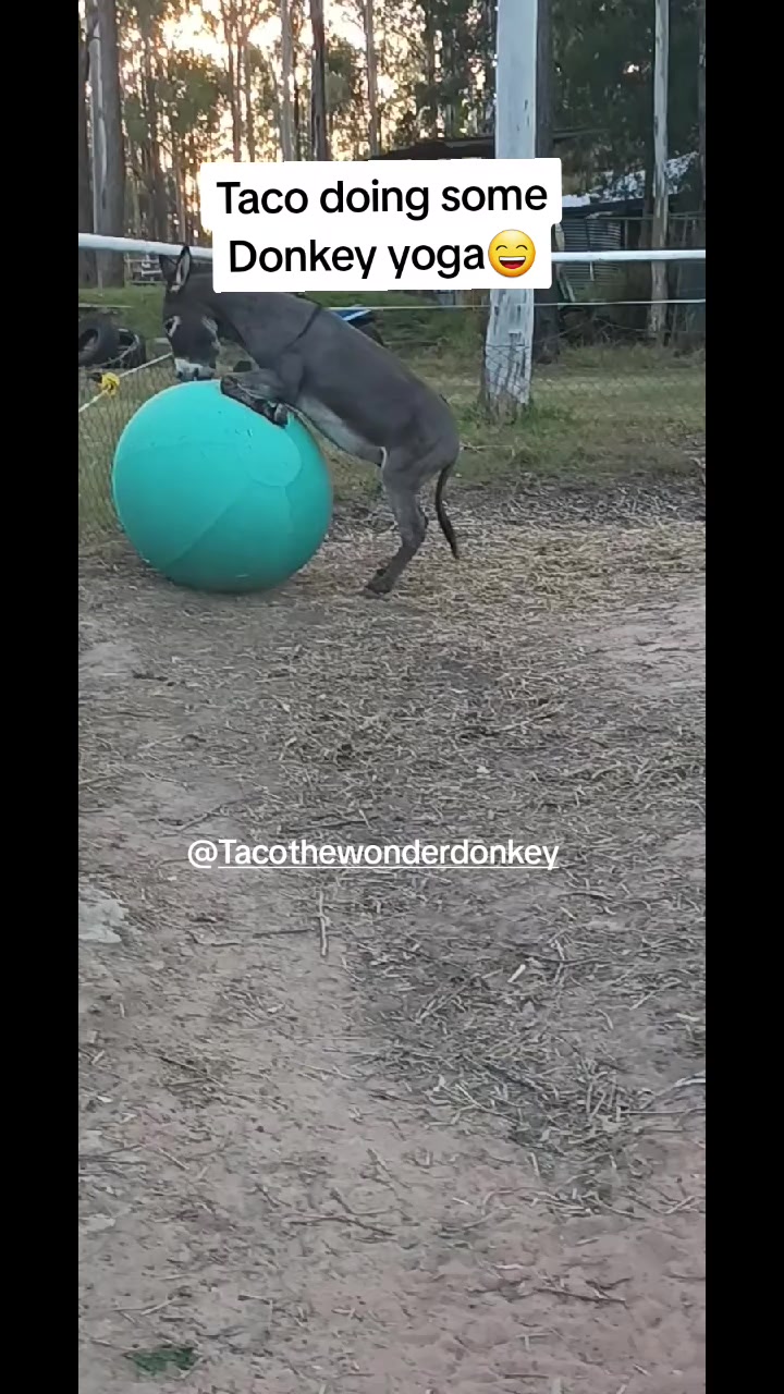 @Tacothewonderdonkey