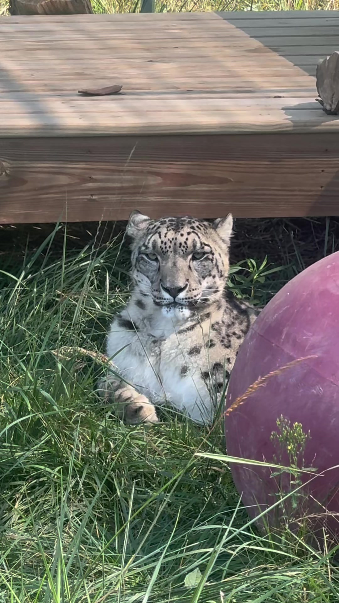 @The Wildcat Sanctuary