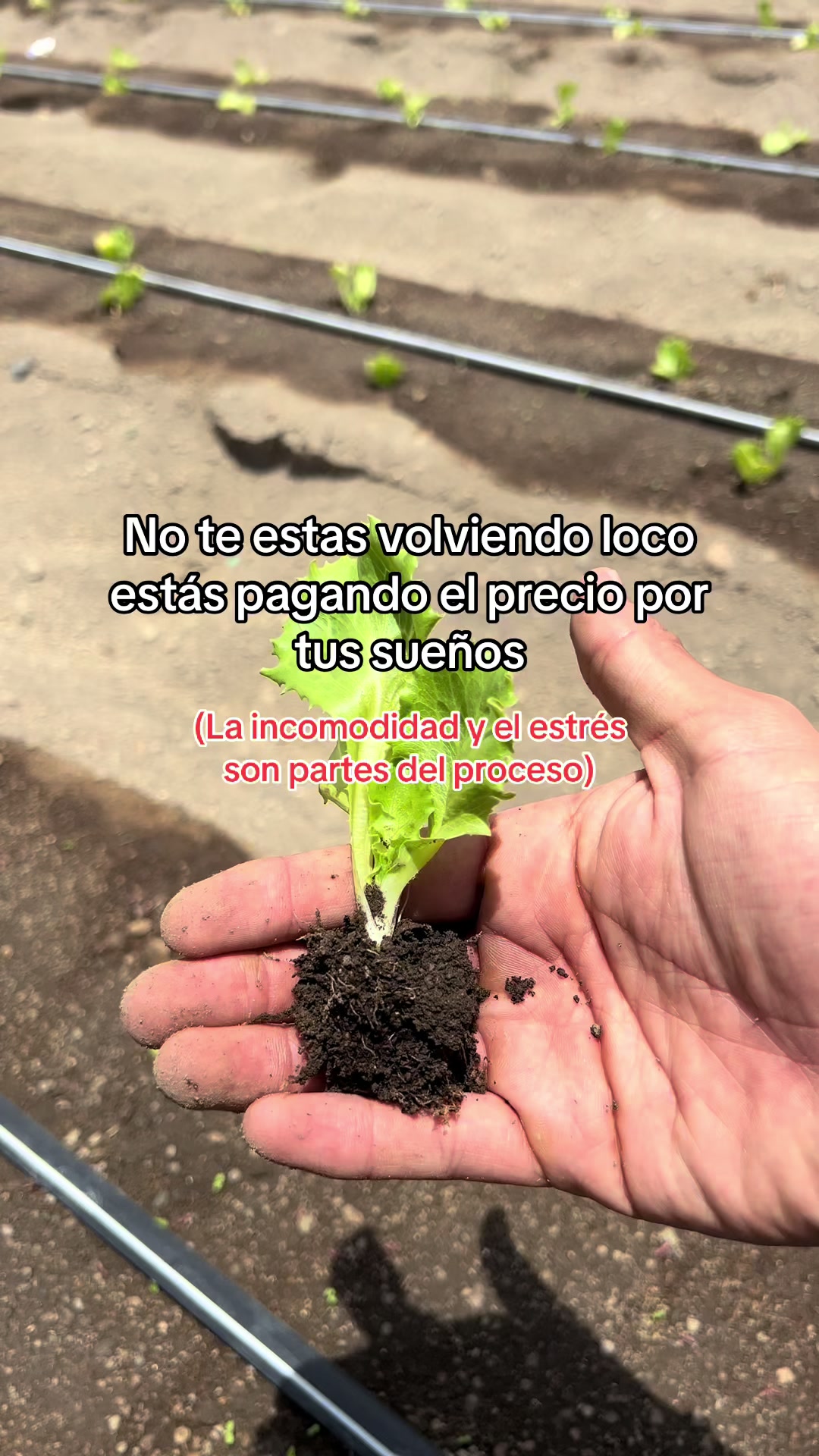 @agroboy_mx