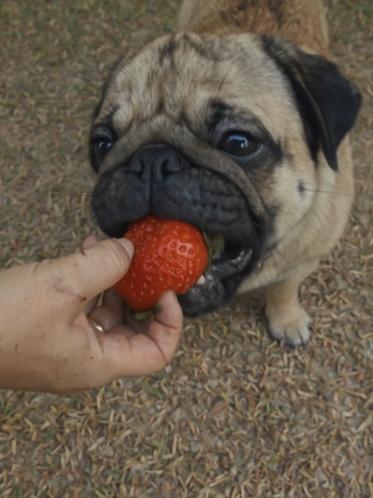 @Pug
