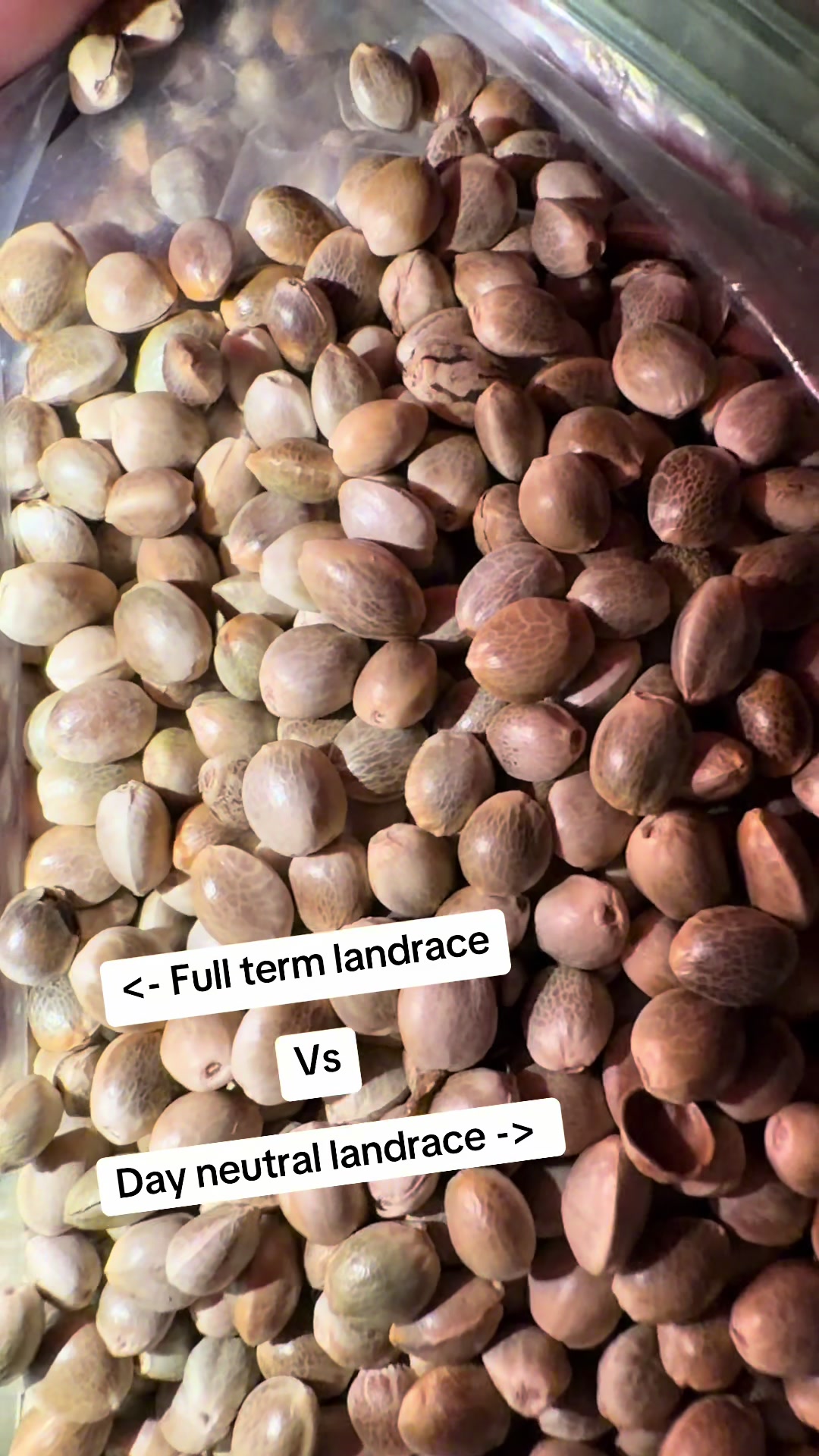 @SEEDTIVA