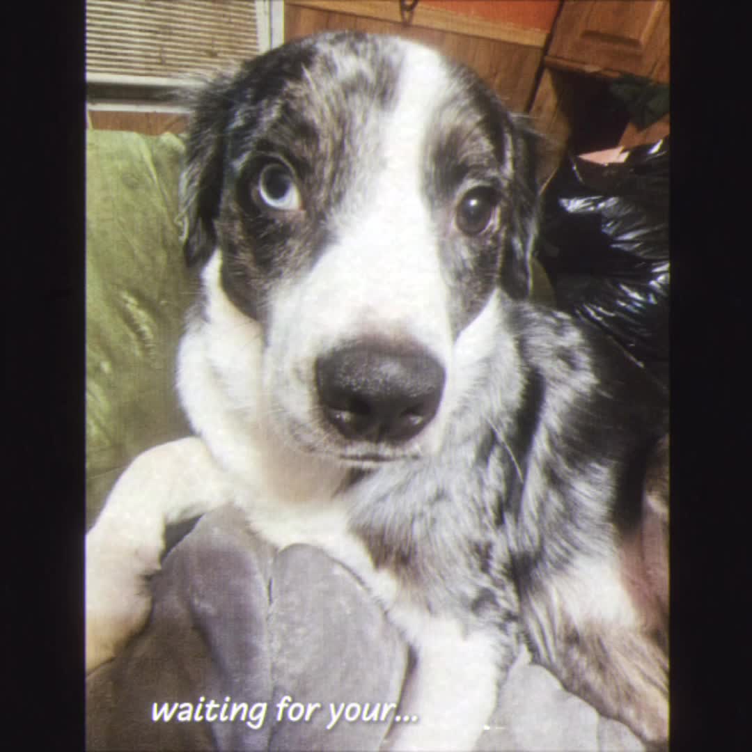@𝐵𝑒𝑙𝑙𝑠🐾