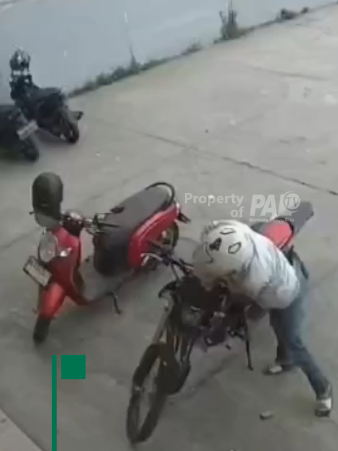 @Paltv-Memang Punyo Kito