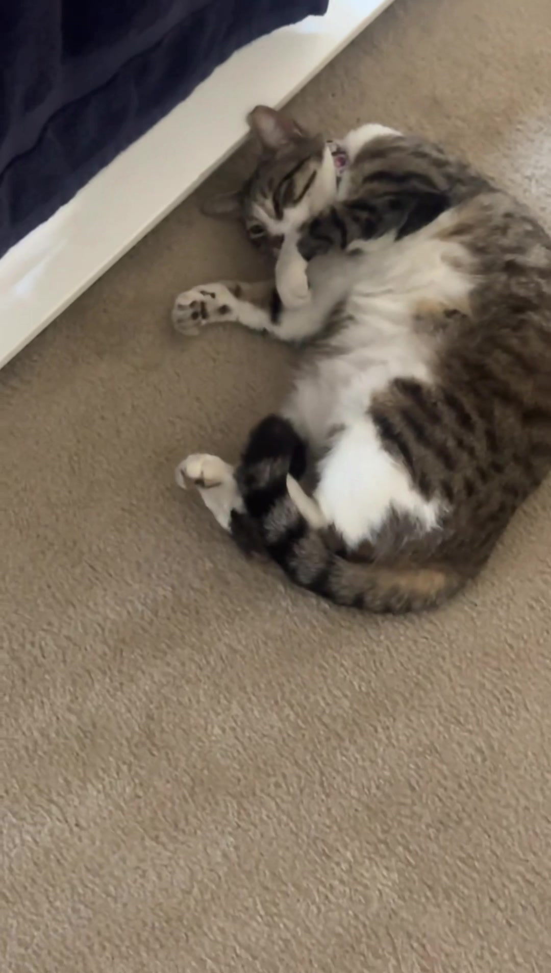 @ℕ𝕆ℕ𝕀 𝕄𝕌ℍ𝔸ℝ ❀