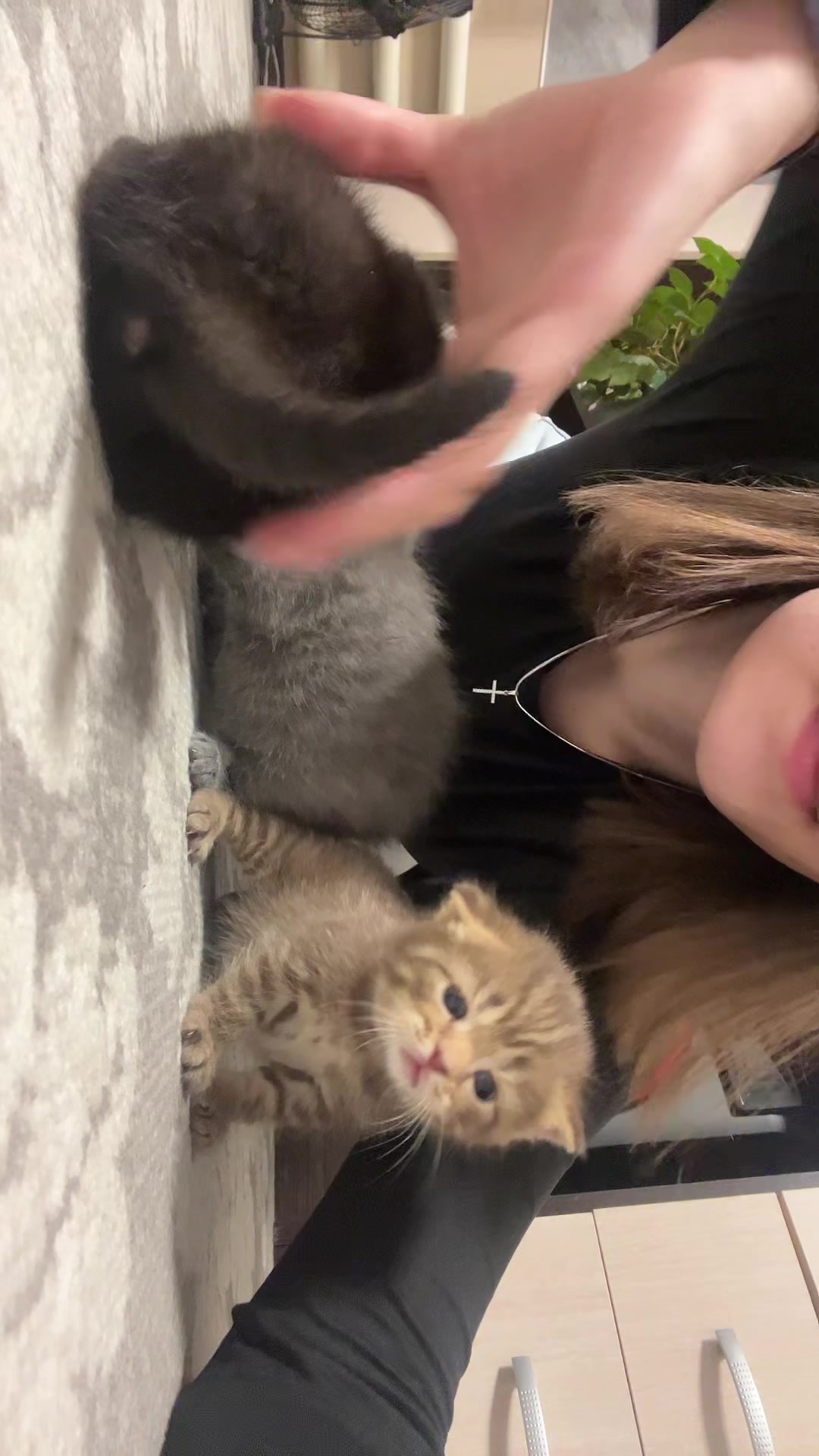 @Kitsumi