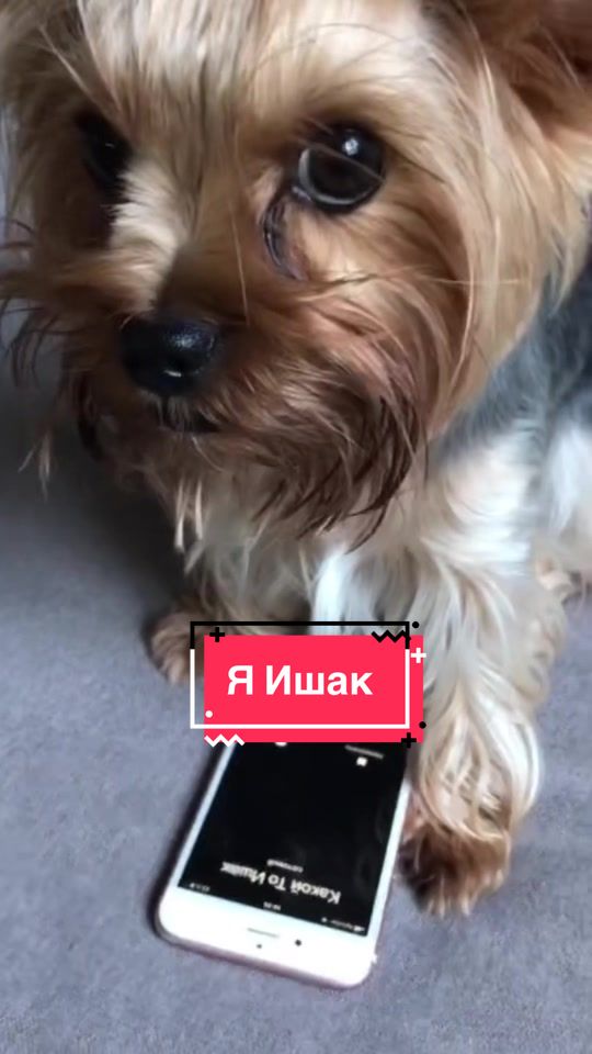 @Йорк Донни 🇺🇦