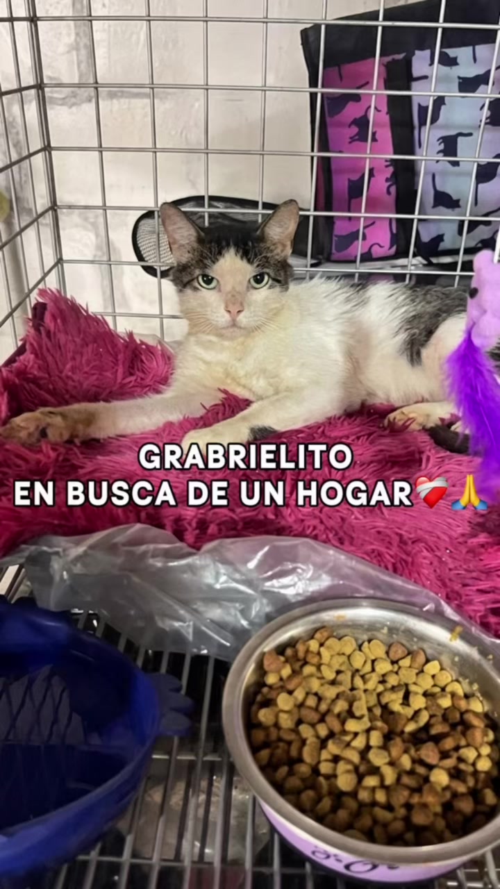 @el_gatoescobar