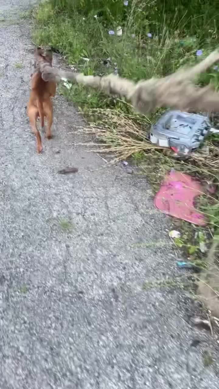 @themreal_hounds
