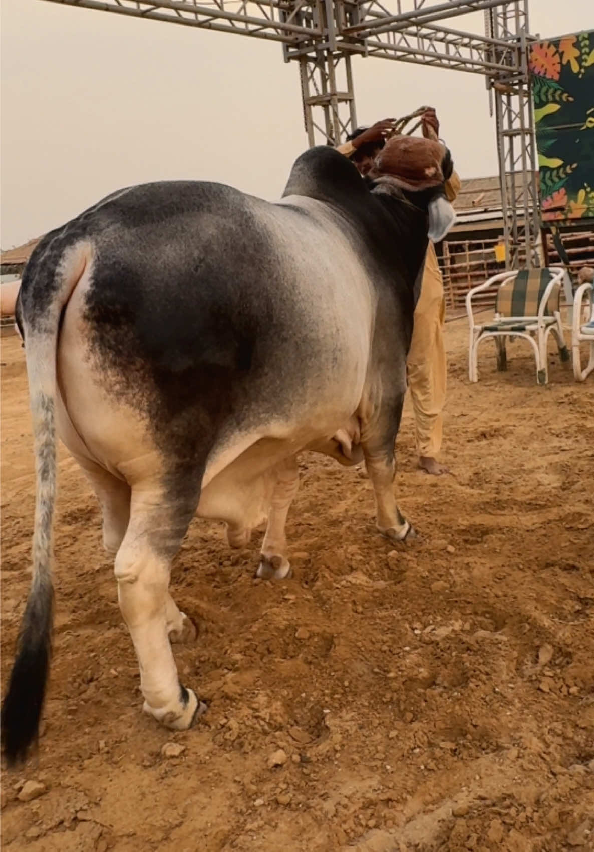 @Karachi Bull lovers