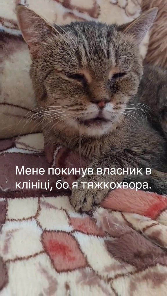 @Алиса