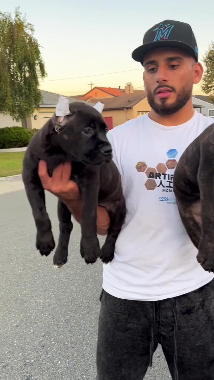 @Heart Land Cane Corso kennels