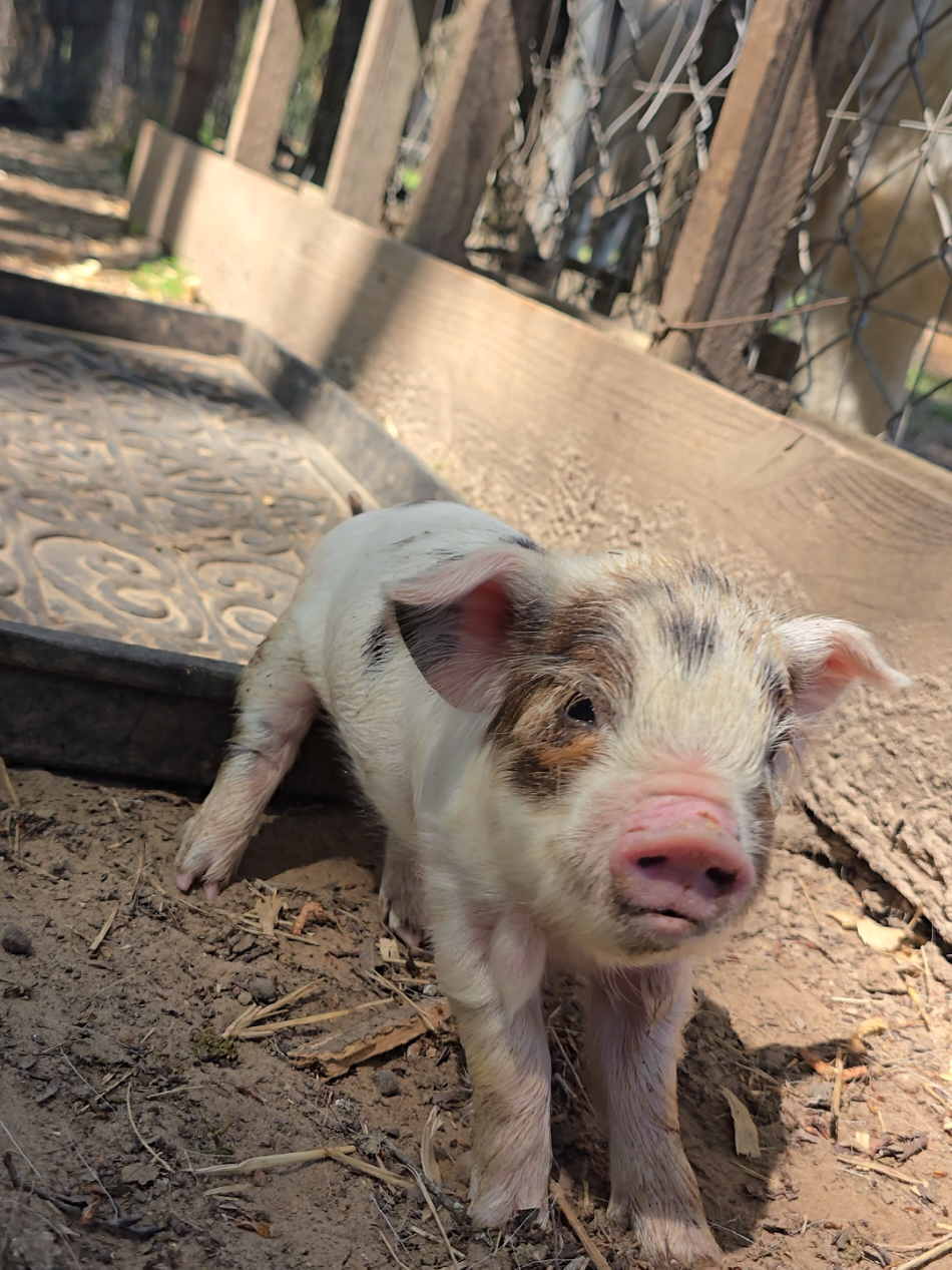 @Fairytale Farm