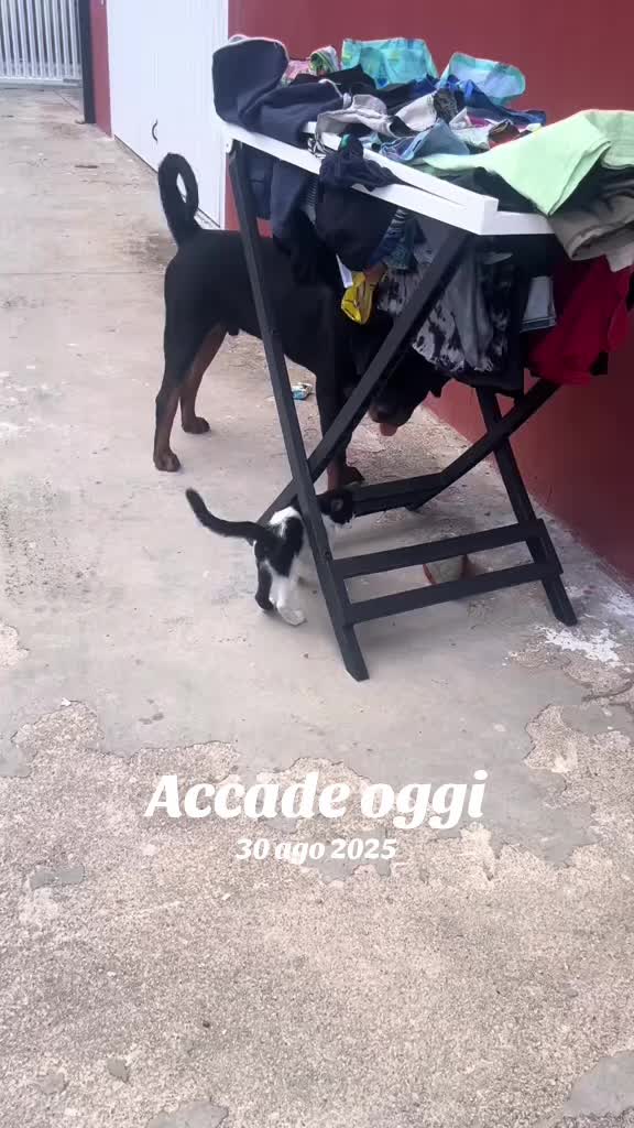 @Valentina Addestrare educando