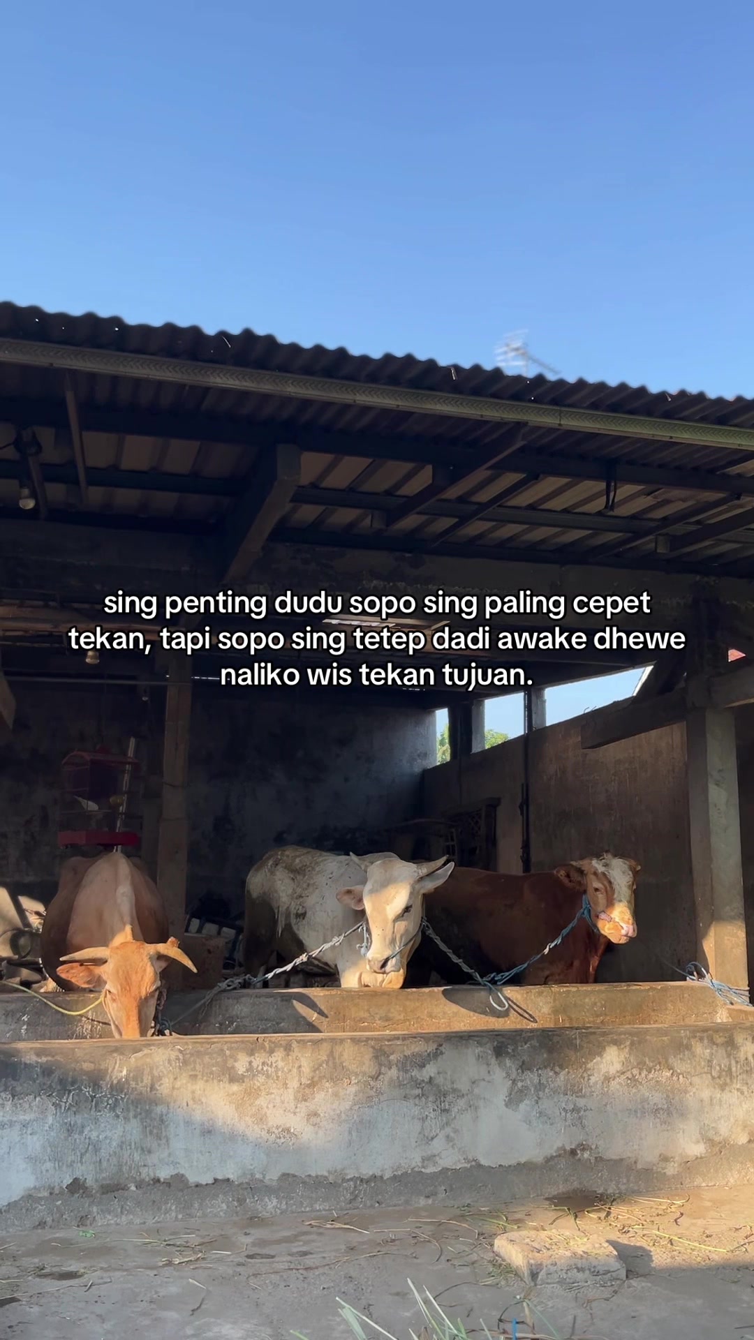 @Sapi Kediri