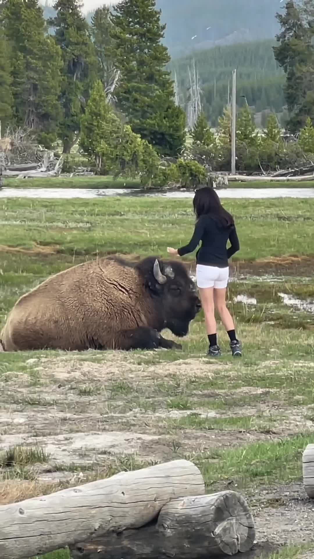 @petsoftiktok