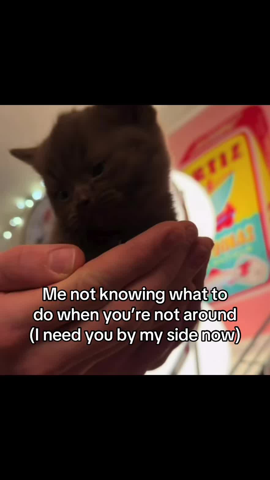 @LavanderCat