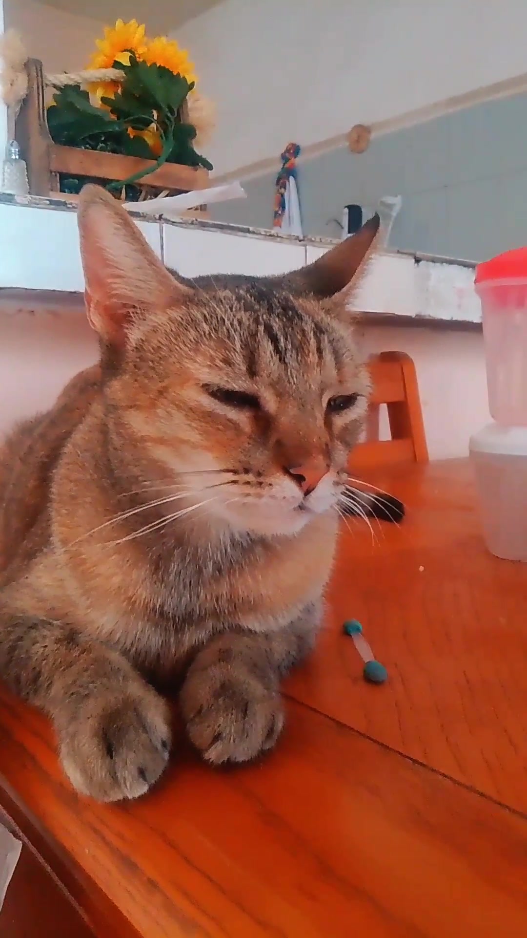 @Kitty tikitita