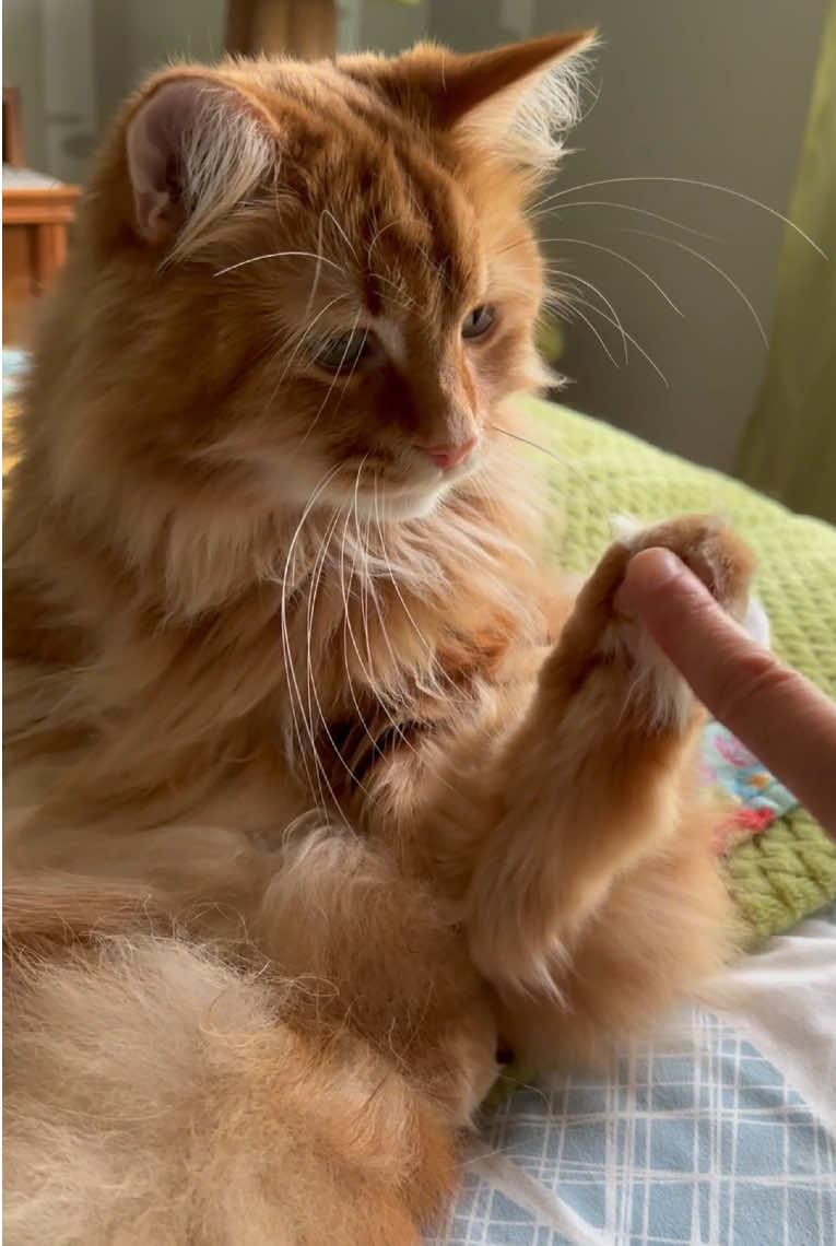@The Oreo Cat