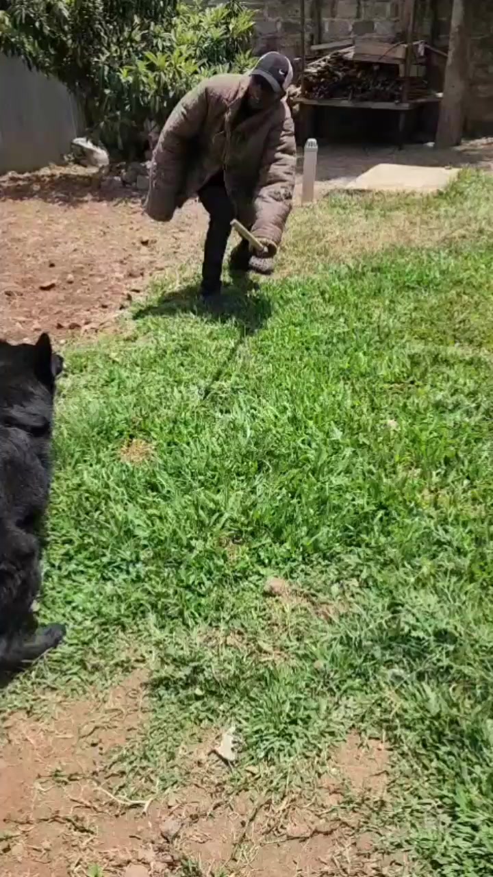 @Orimbajnrkennels