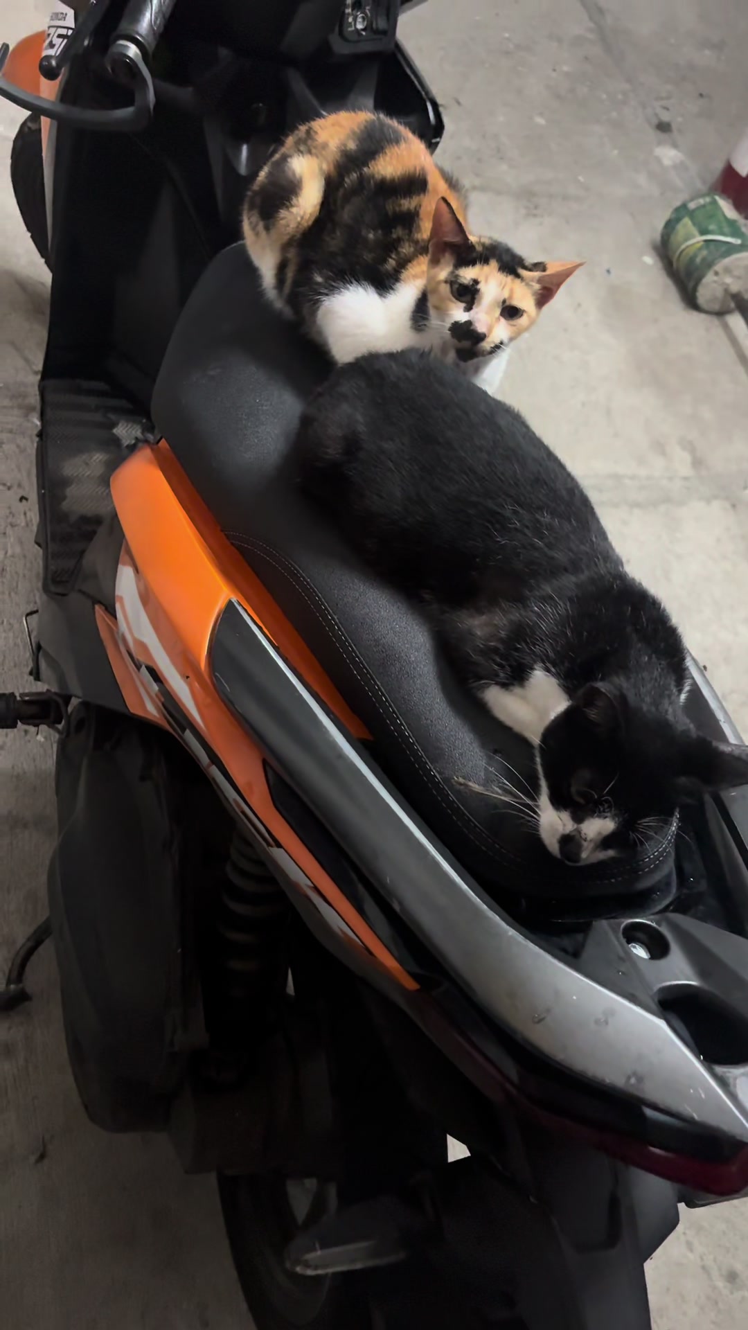 @TheCatFather