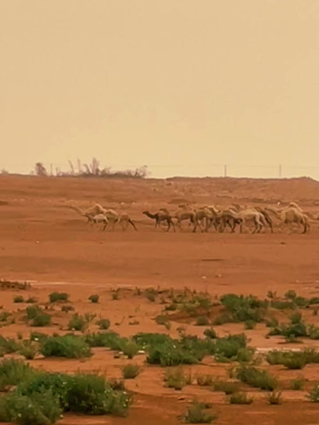 @احمد البلوي