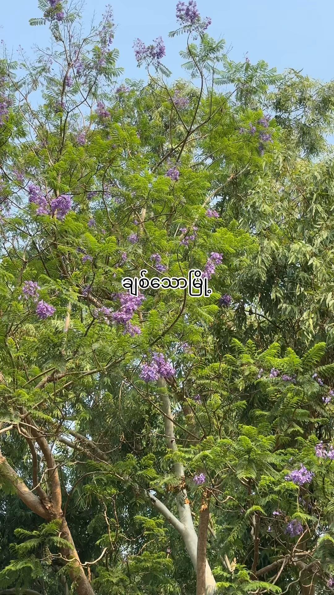 @Sai Moe