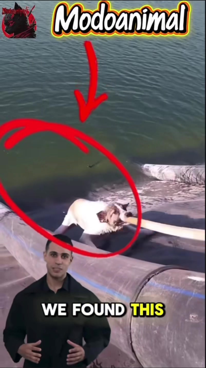 @Modoanimal