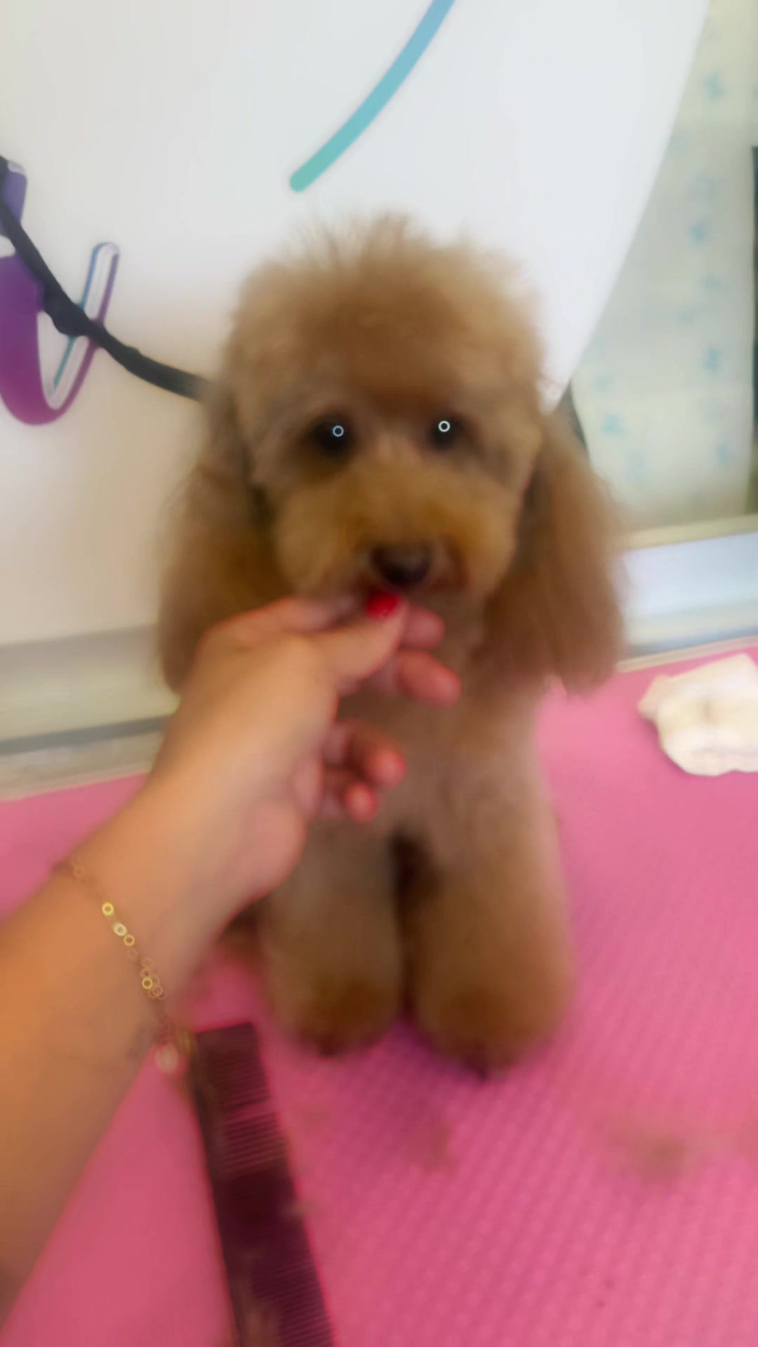 @Il bagnetto da Cici