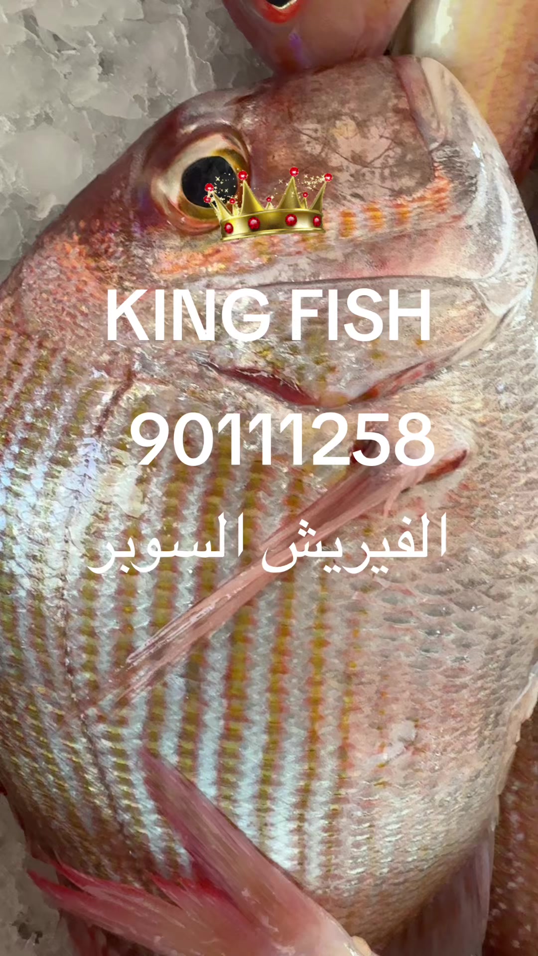 @KING FISH 🇴🇲 مـلـك الأســماك