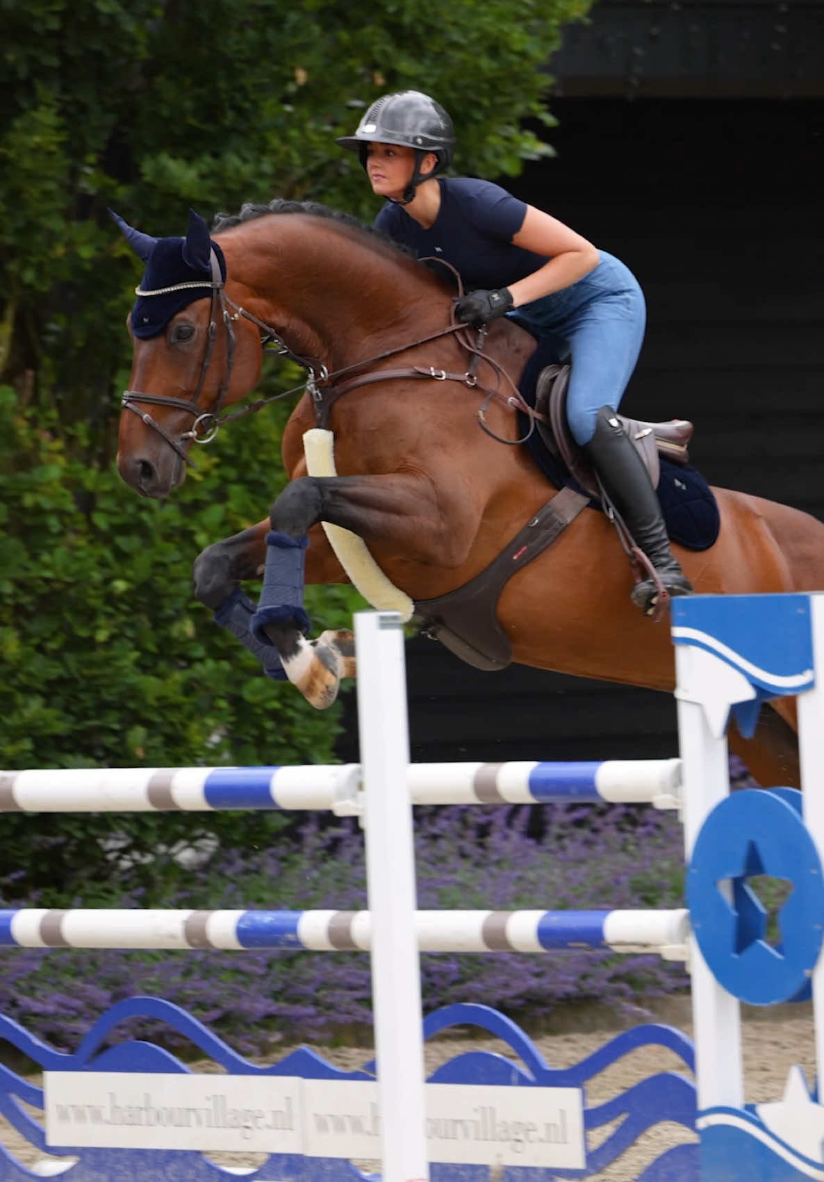 @Maximilian Equestrian