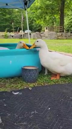 @Cluck and Waddle Farm Rescue