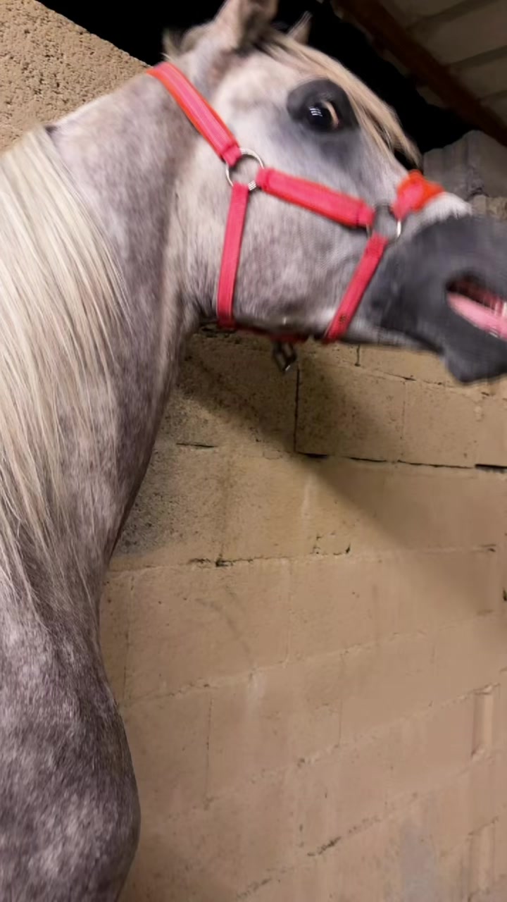 @بـاسـل الـوادعـي⭐️🐎