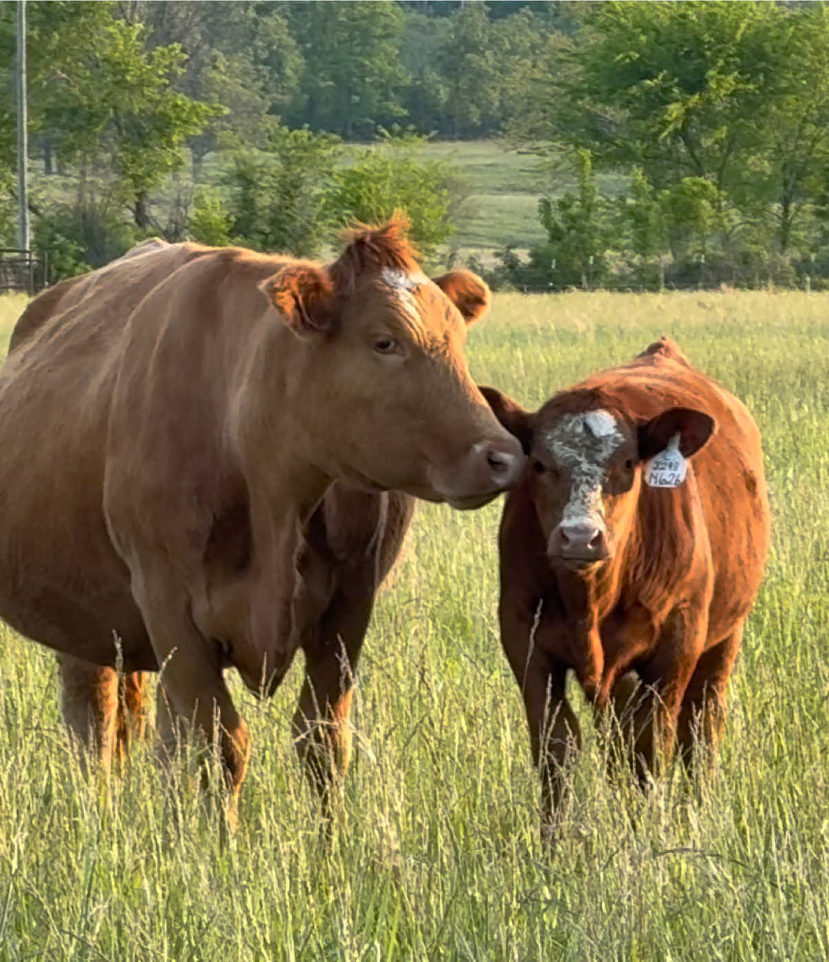 @Massey Land & Cattle
