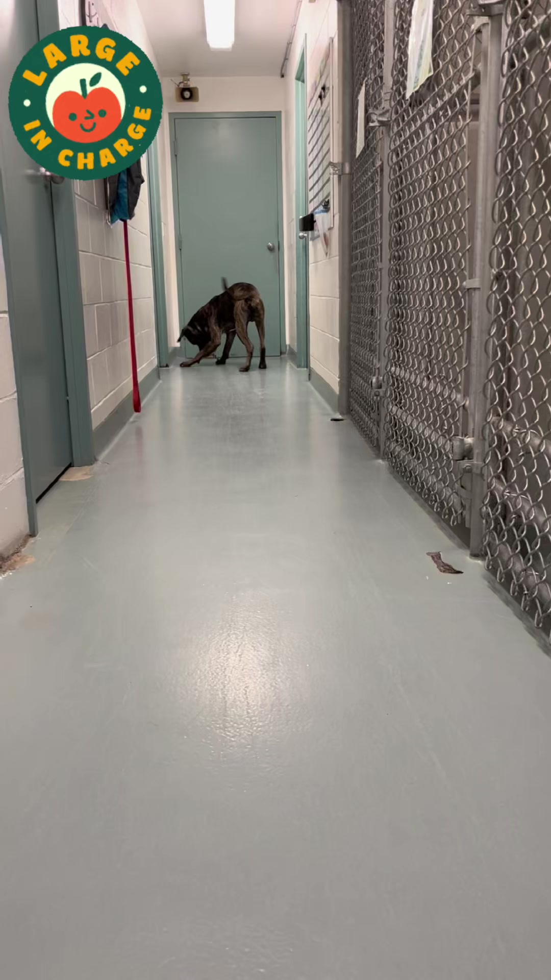 @CambridgeHumaneSocty