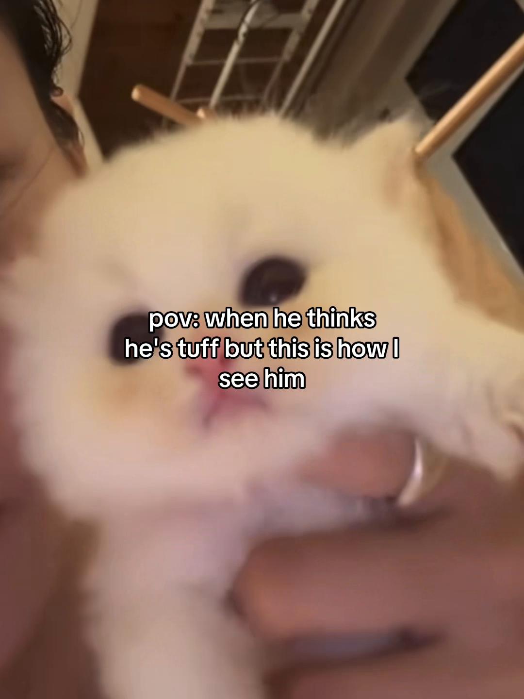 @Alice.cattok
