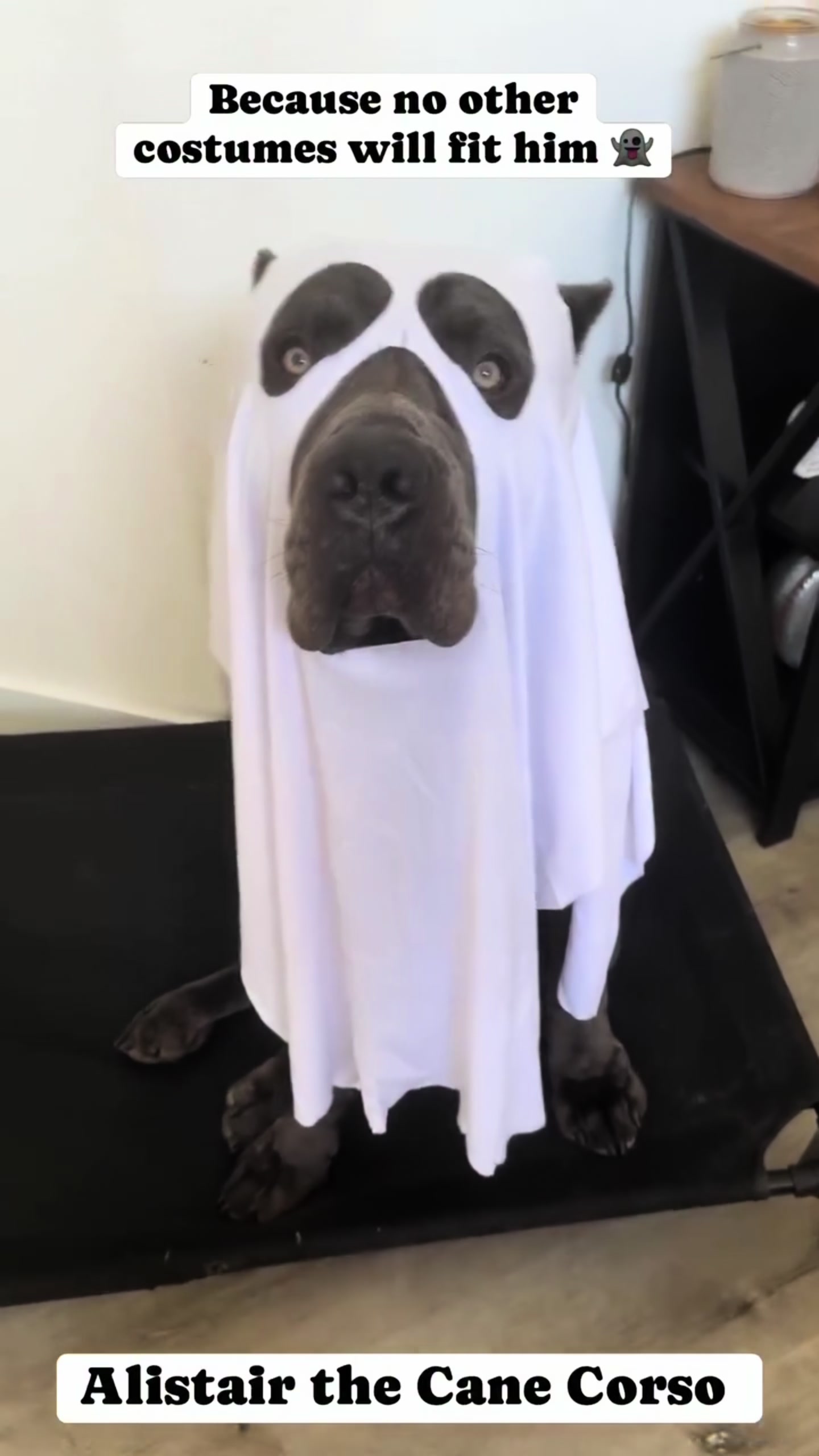 @Alistair the Cane Corso