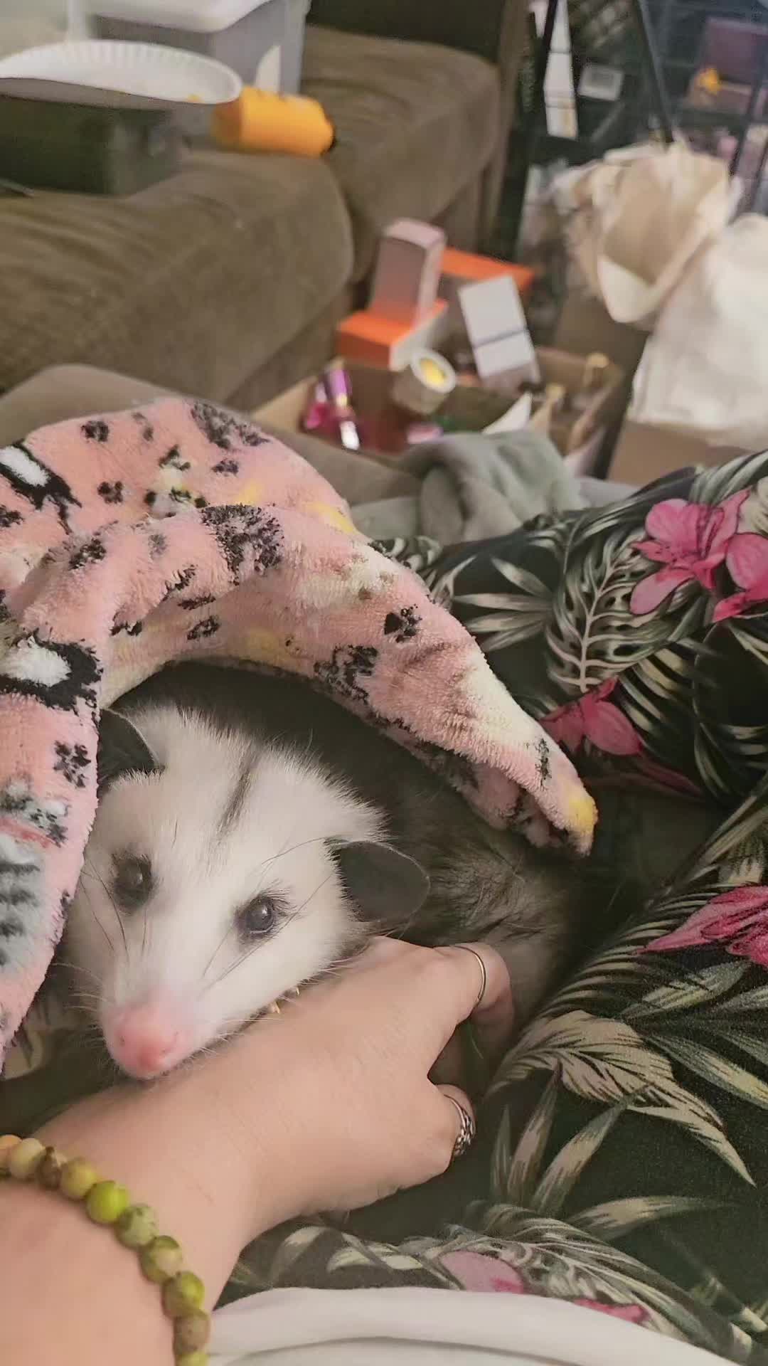 @OPOSSUM/DOG MOMMA Dea
