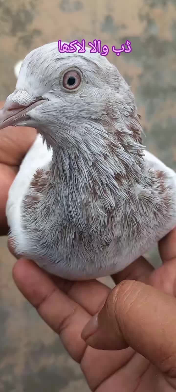 @Ranakasuripigeon