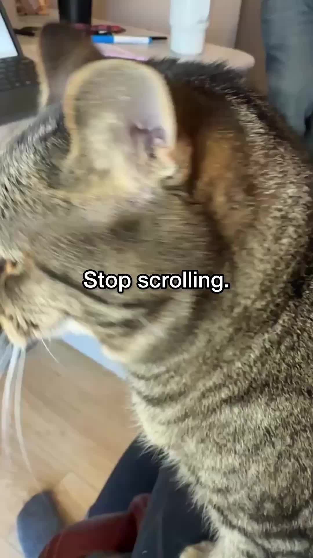 @Chip The Manx