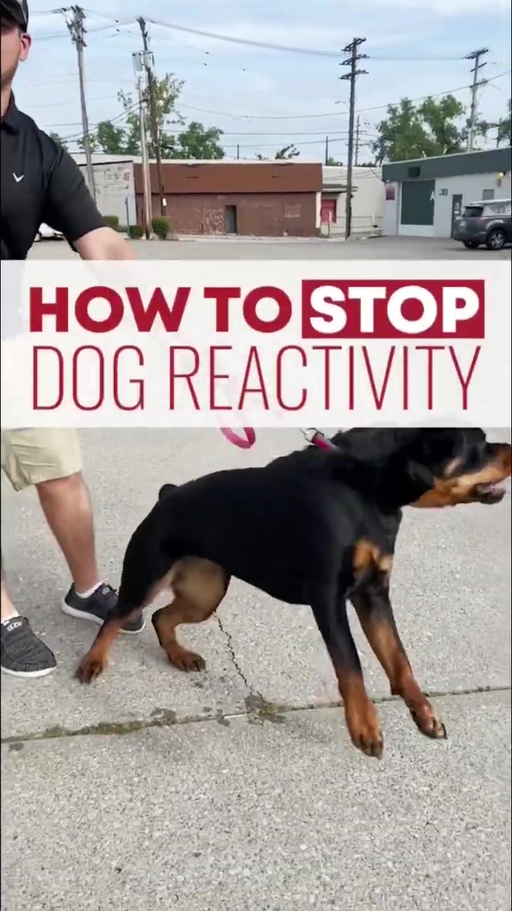 @Miracle K9 Training