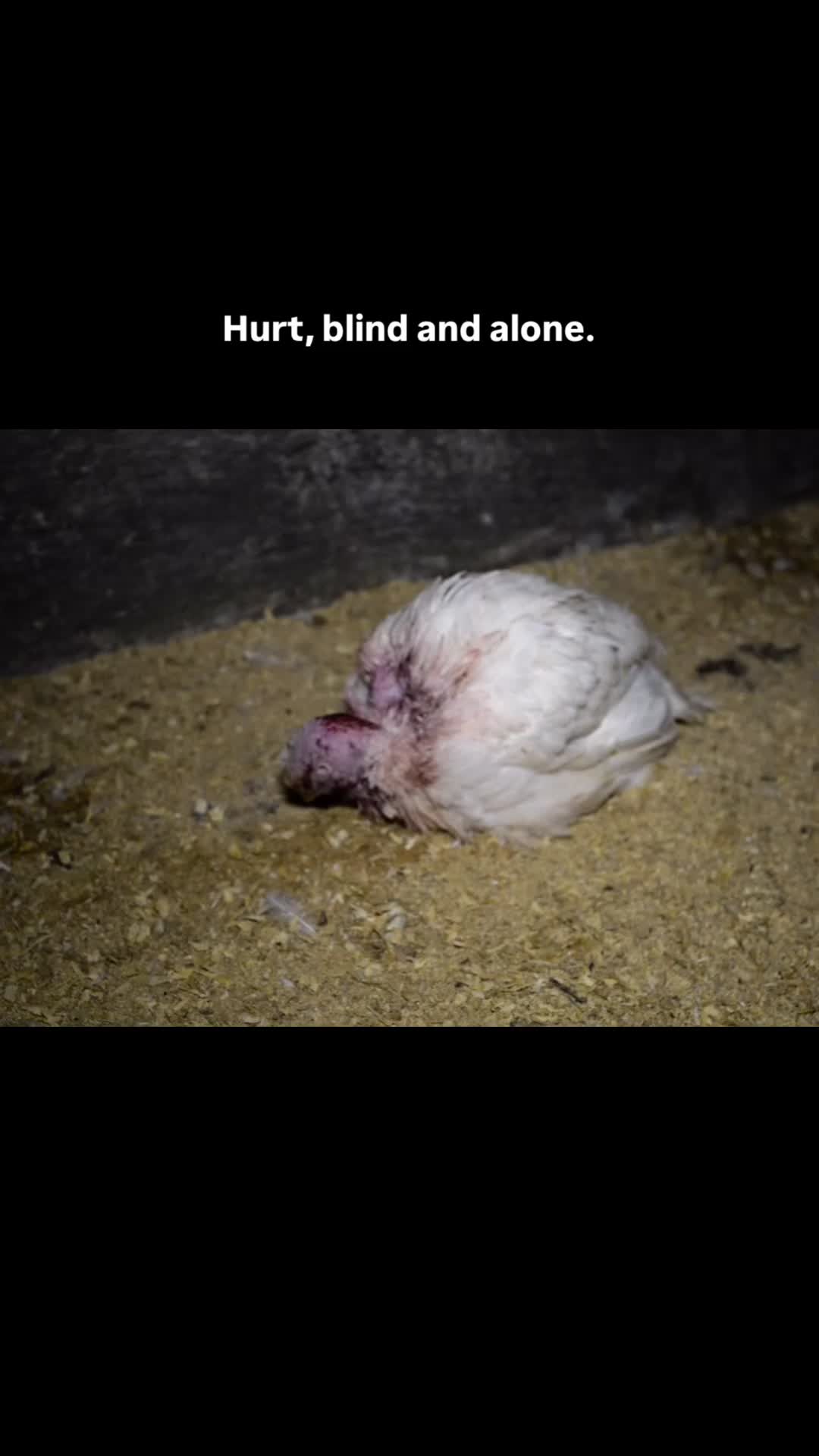 @Animal Save Movement