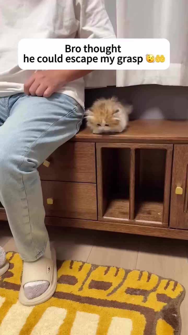 @Chonky World Of Cats