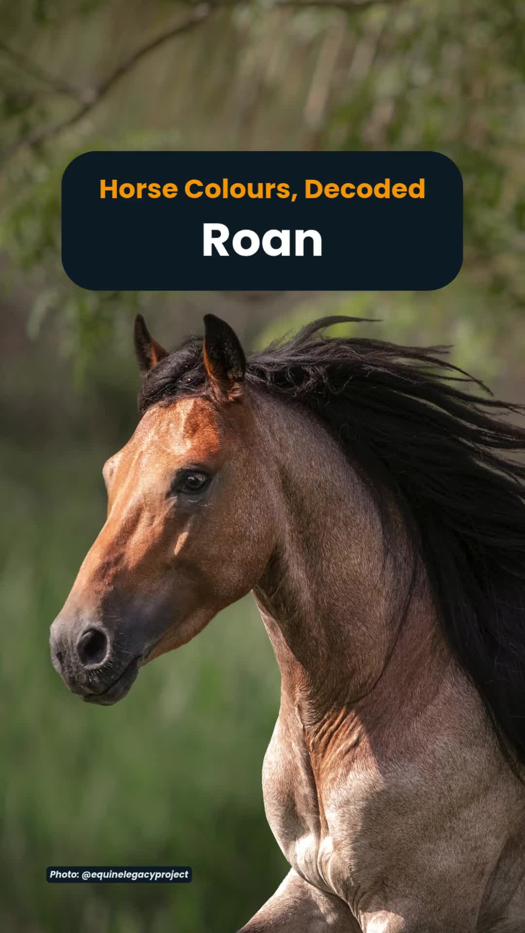 @Horse Reality