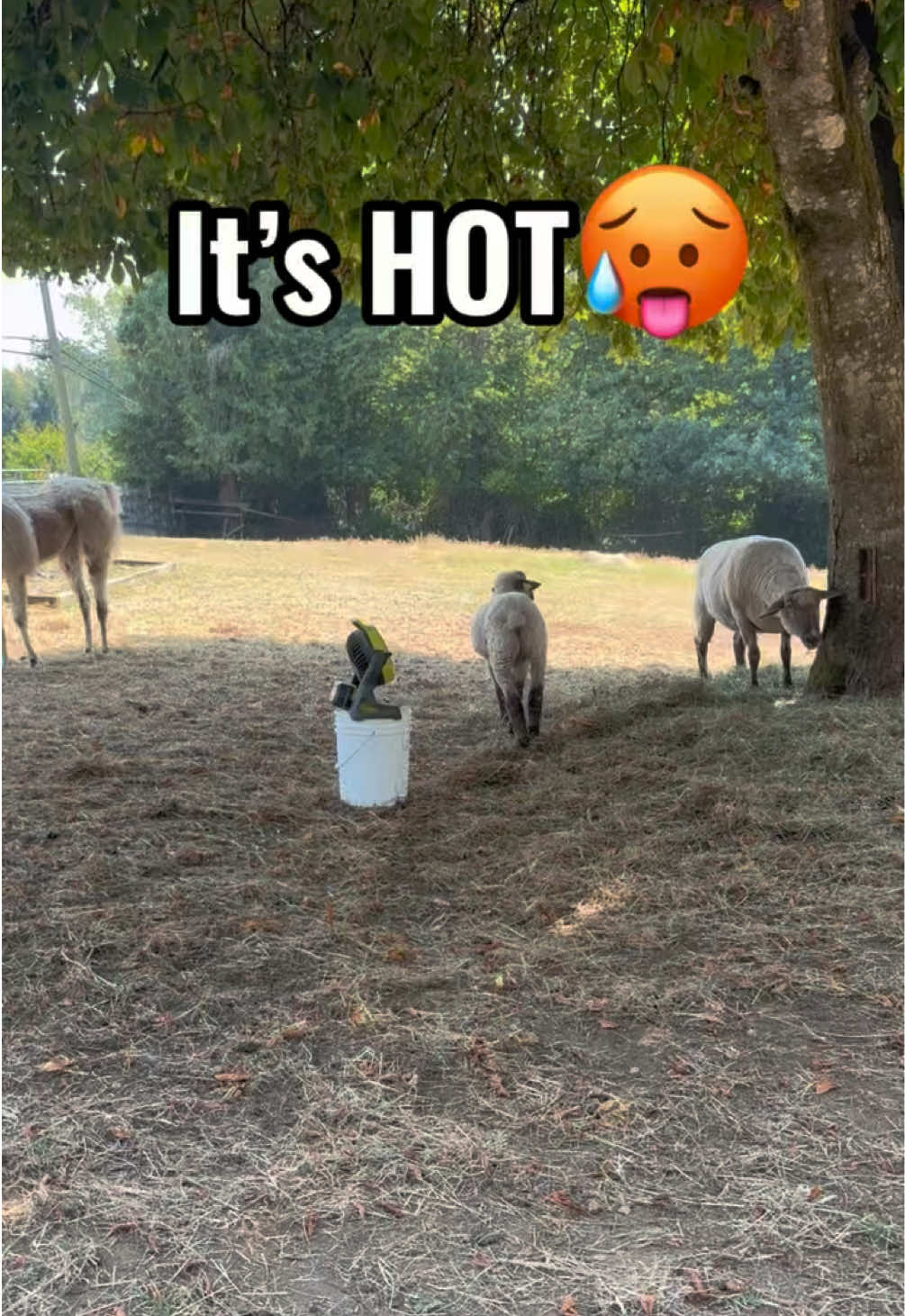@The Llama Company